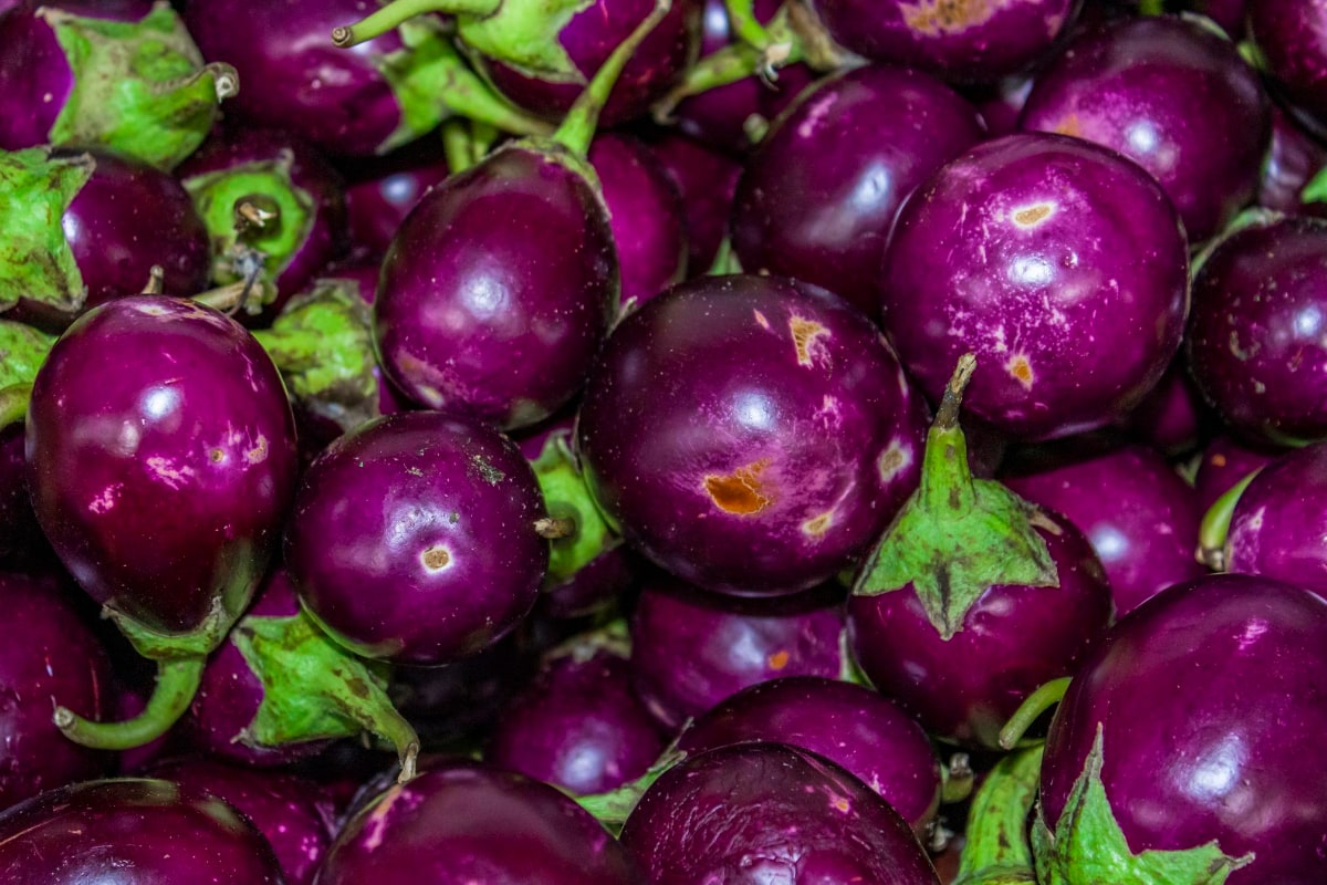 Is Eggplant a Fruit or Vegetable? Smart Garden and Home
