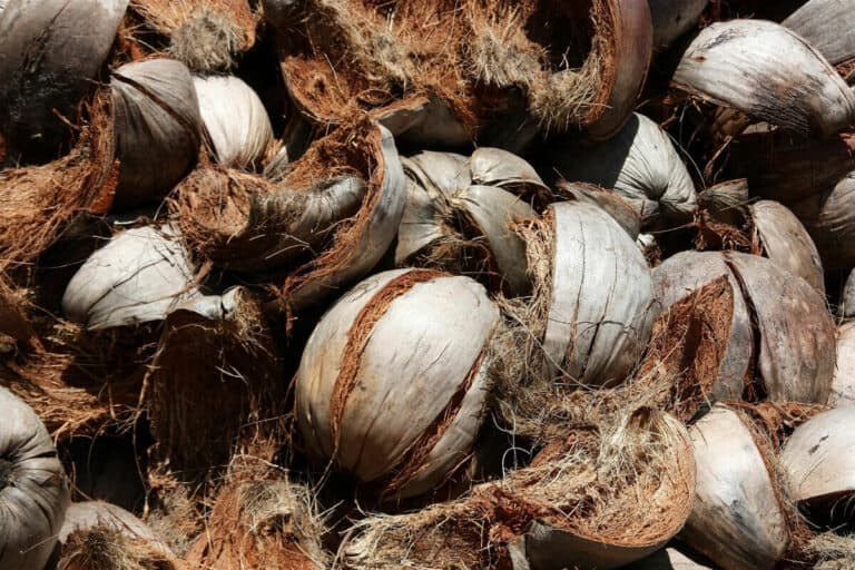 Coco Coir vs Coco Peat 5 Key Differences Smart Garden and Home