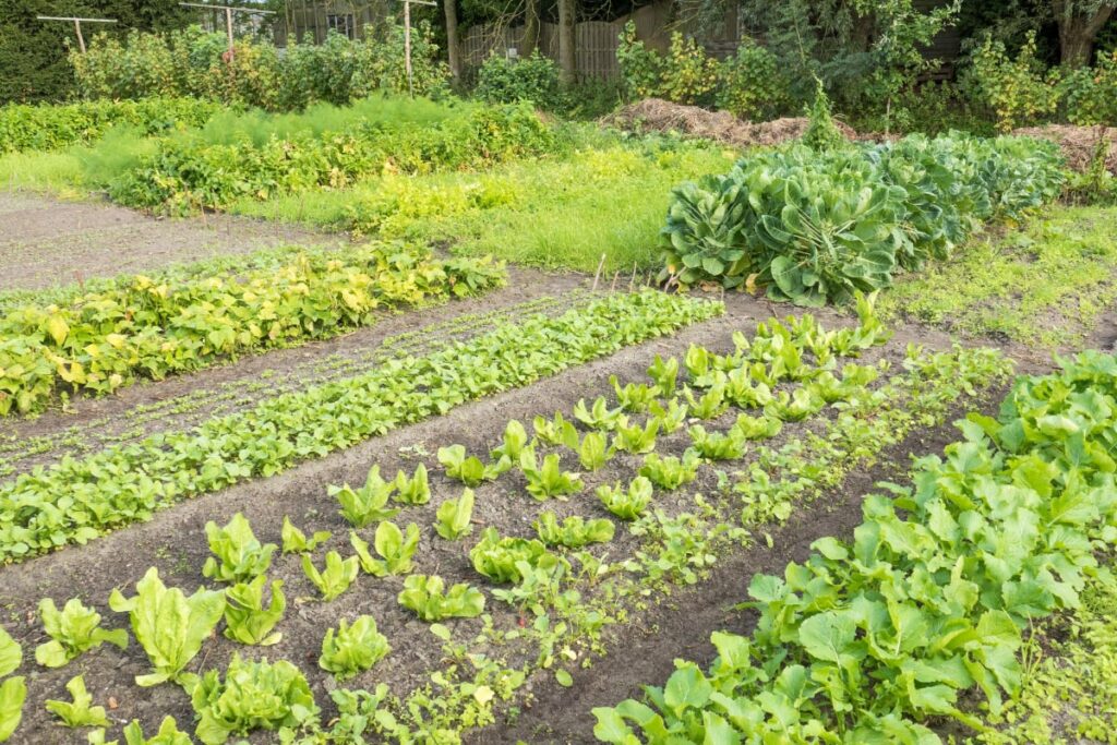 How to Layout a Vegetable Garden Smart Garden and Home