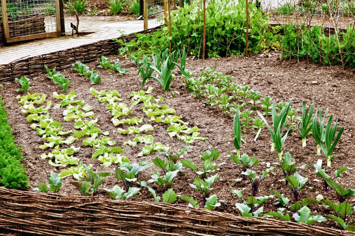 How to Layout a Vegetable Garden Smart Garden and Home