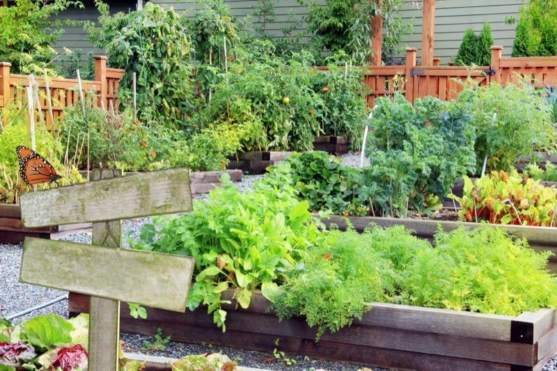 12 Ways to Grow Vegetable Garden Faster Smart Garden and Home