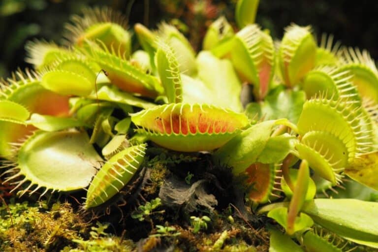 When and How Venus Flytraps Open and Close Smart Garden and Home