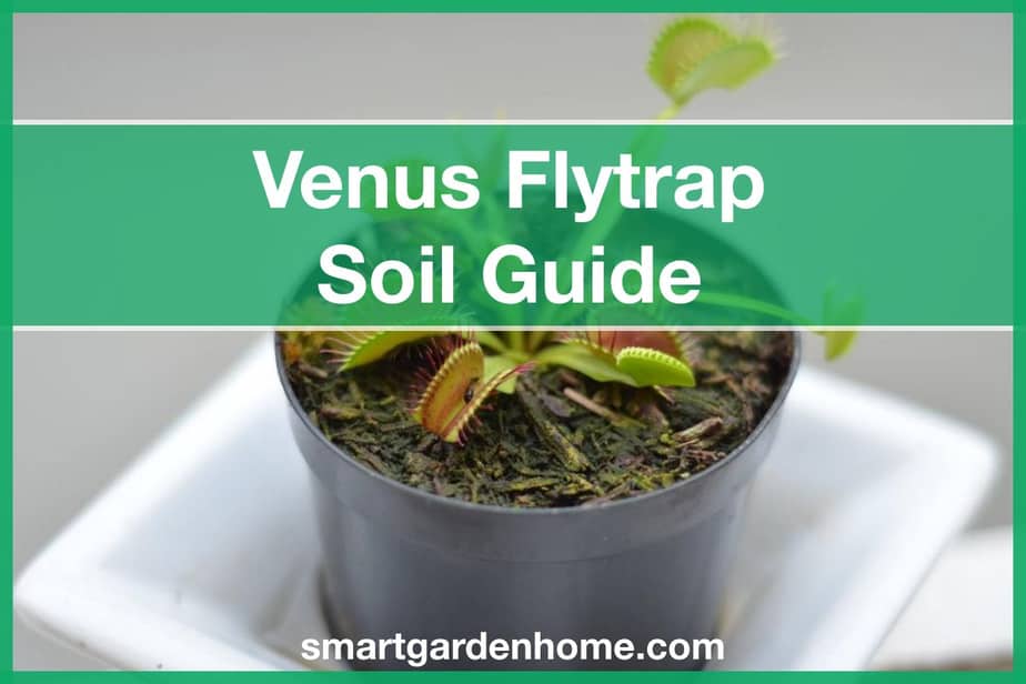Best Venus Flytrap Soil And Potting Tips Smart Garden And Home