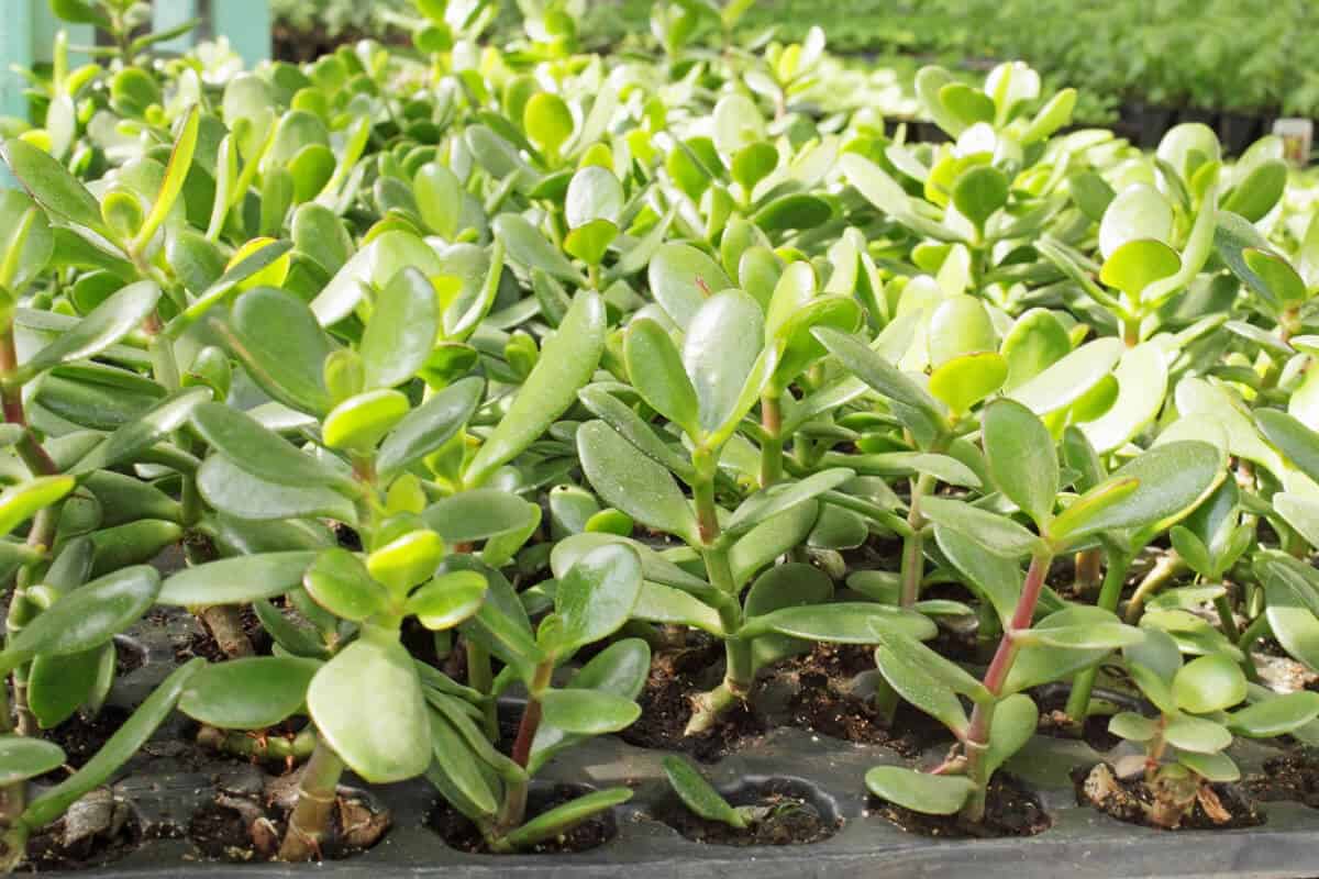 How to Propagate a Jade Plant Smart Garden and Home