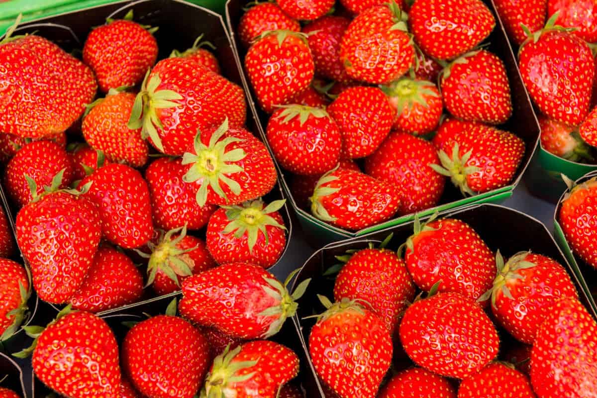 Wild Strawberry Dilemma Safe to Eat or Best to Avoid? Smart Garden