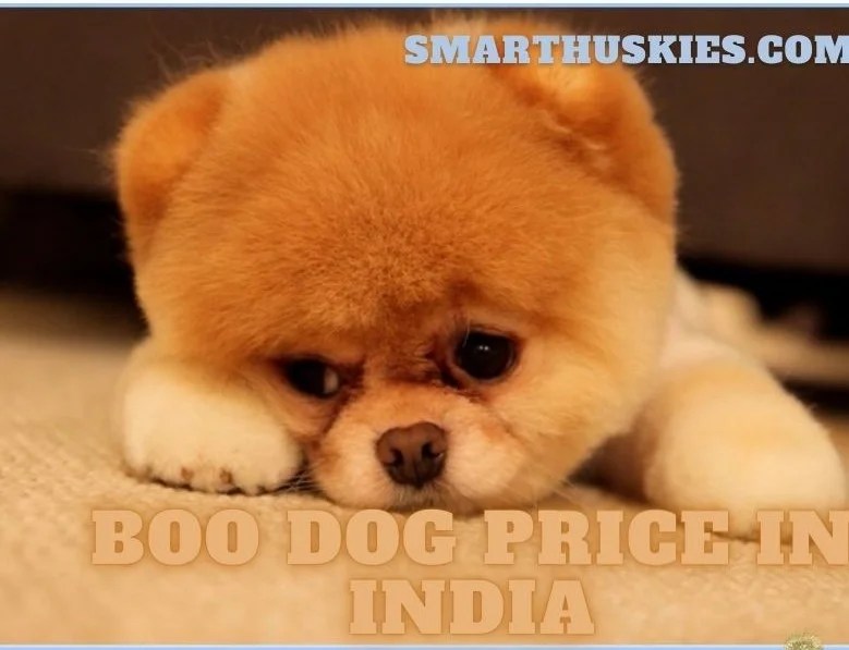 Boo Dog Price What Is Boos Breed