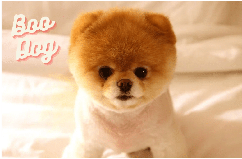 Boo Dog Price In India Feeding Grooming Training Cost