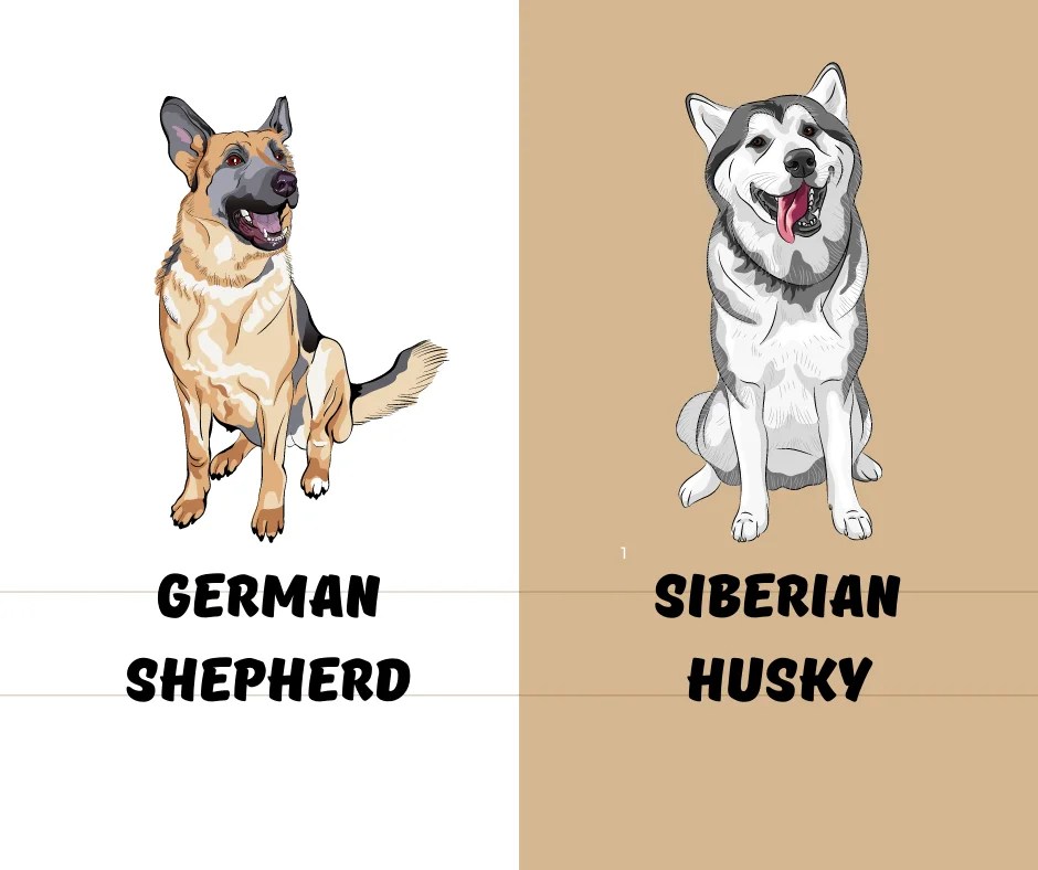 Take Pet Food Flavors to the Next Level with an Enhancer