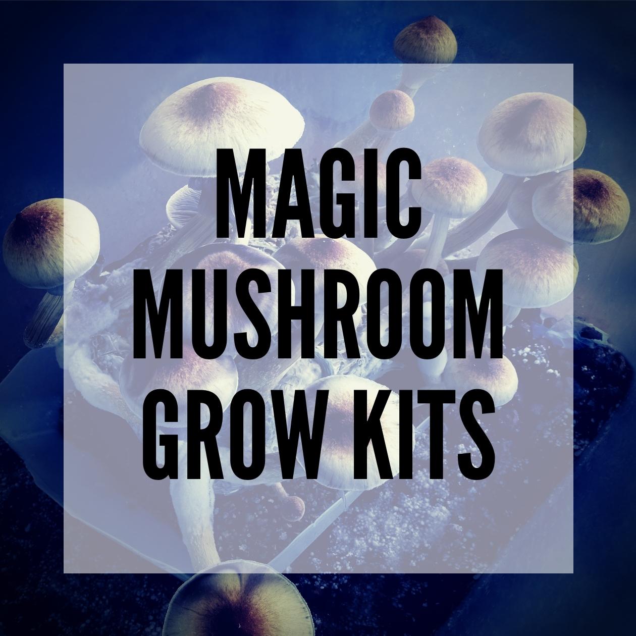 Magic mushroom growing kit everything you need to know about grow