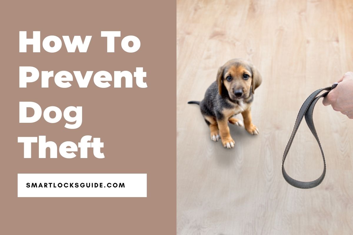 21 Tips To Prevent Dog Theft (Don't Let This Happen) Smart Locks Guide