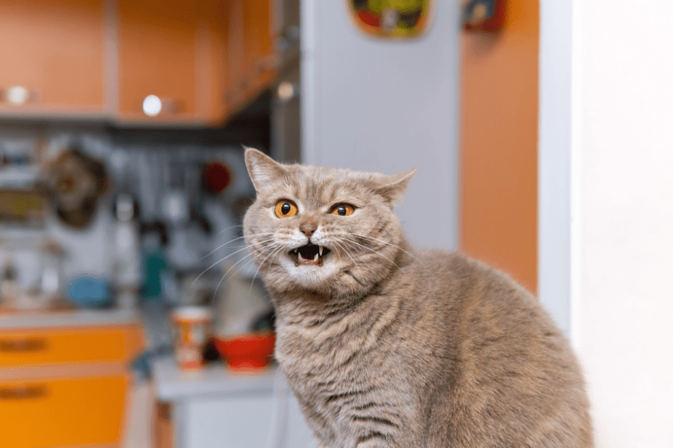 Why Is My Cat Meowing At Me? Smartly Cat