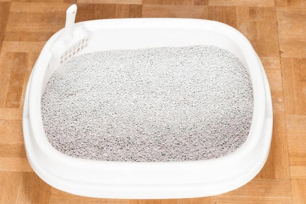 Is Clumping Or Non Clumping Cat Litter Better Smartly Cat