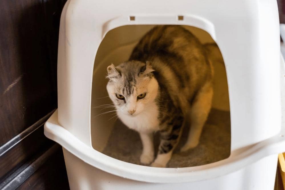 How To Train Older Cats To Use A Litter Box Smartly Cat