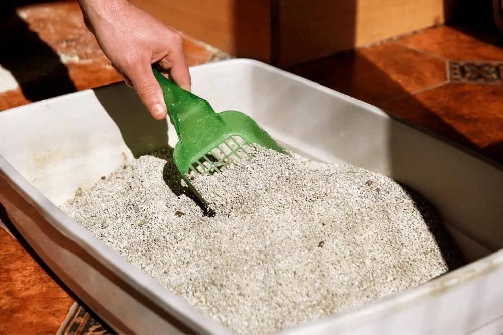 Does Cat Litter Have An Expiration Date Smartly Cat