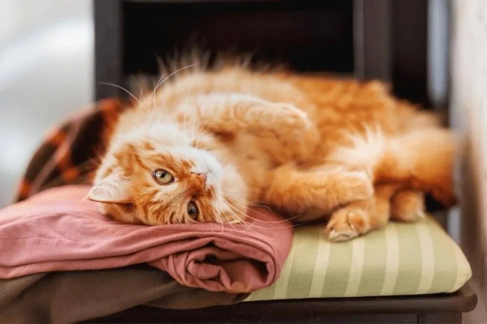 How To Get The Smell Of Cat Pee Out Of Clothes? Smartly Cat