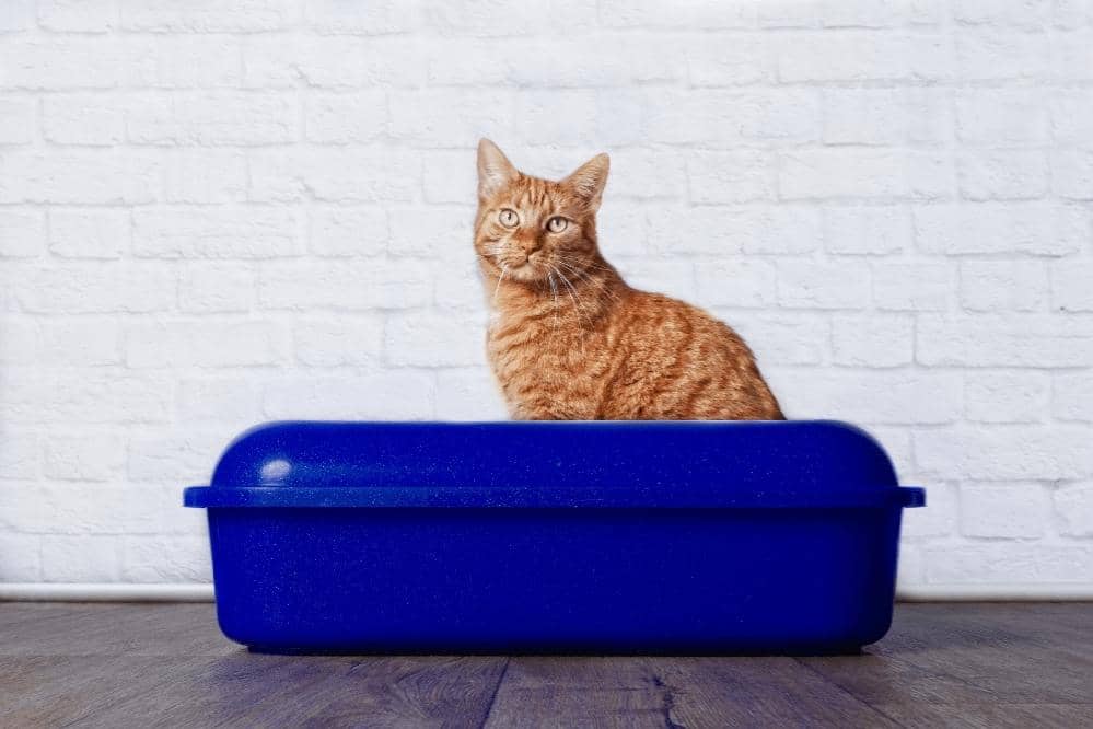How To Stop Cat From Peeing Outside Litter Box Smartly Cat
