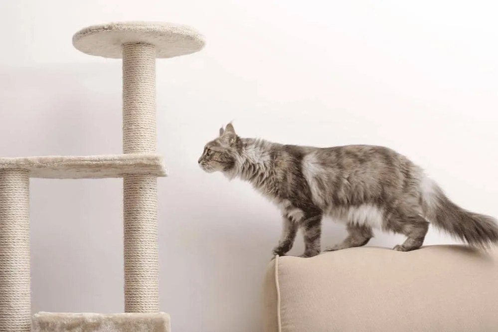 Where Should I Put My Cat Tree Smartly Cat