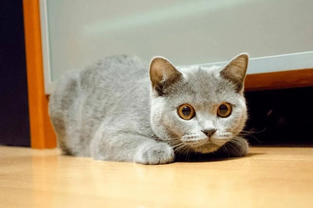 Why Does My Cat Chew On Everything? Smartly Cat