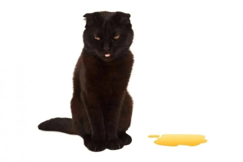 Why Does My Cat's Pee Smell Bad at Kathryn Garten blog