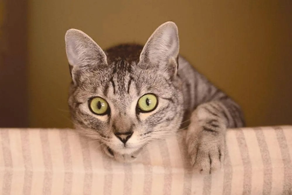 Why Does My Cat Stare At Me While I Sleep? Smartly Cat