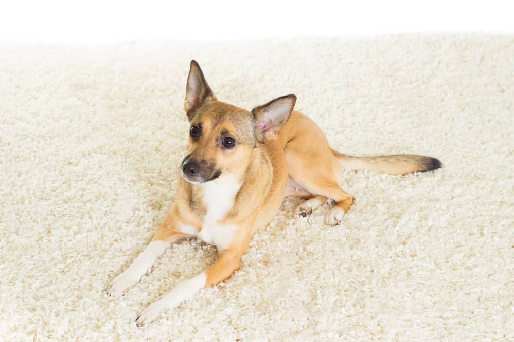 How to Get Dog Poop Out of a Carpet? Smartly Pet