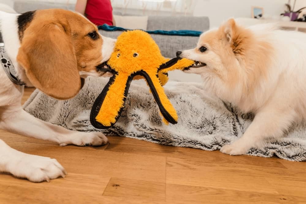 How to Keep Dogs From Fighting Over Toys? Smartly Pet