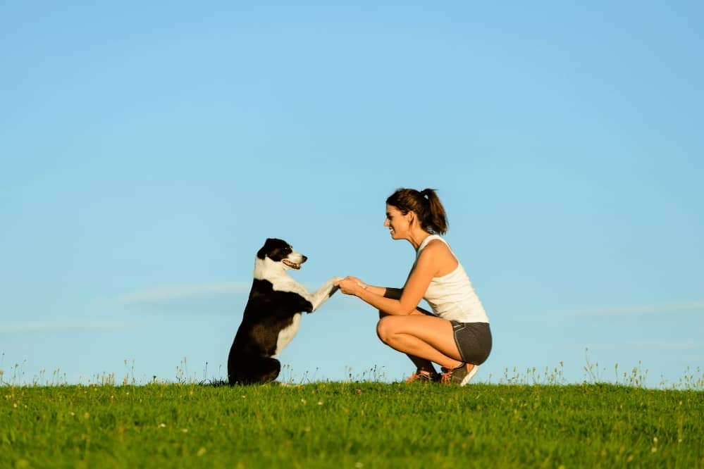 How to Stop Dog Dominance Behavior? Smartly Pet