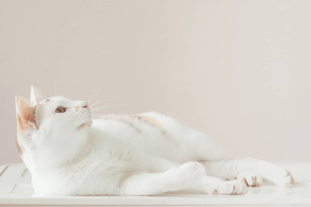 7 Cat Sounds And Their Meaning Smartly Pet