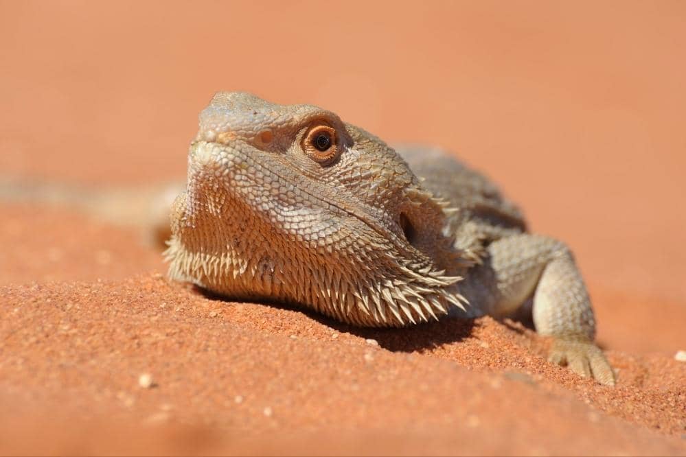 Why Is My Bearded Dragon Digging Crazy? Smartly Pet