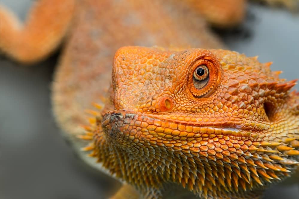 Why Do Bearded Dragons Flatten Out? Smartly Pet