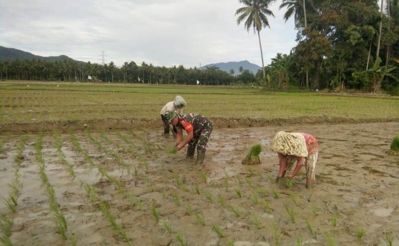 Pak Tani Menanam Padi Di