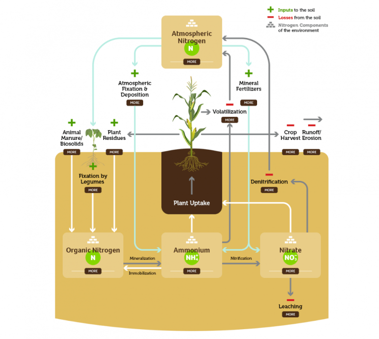 The nitrogen cycle, explained Smart Nitrogen