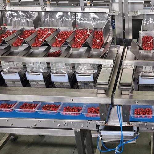Blueberry Packing Machine Solutions Smartpack