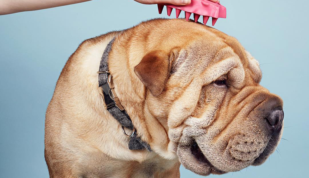 Smart Pet Reviews How to Maintain Your Dog's Skin & Coat