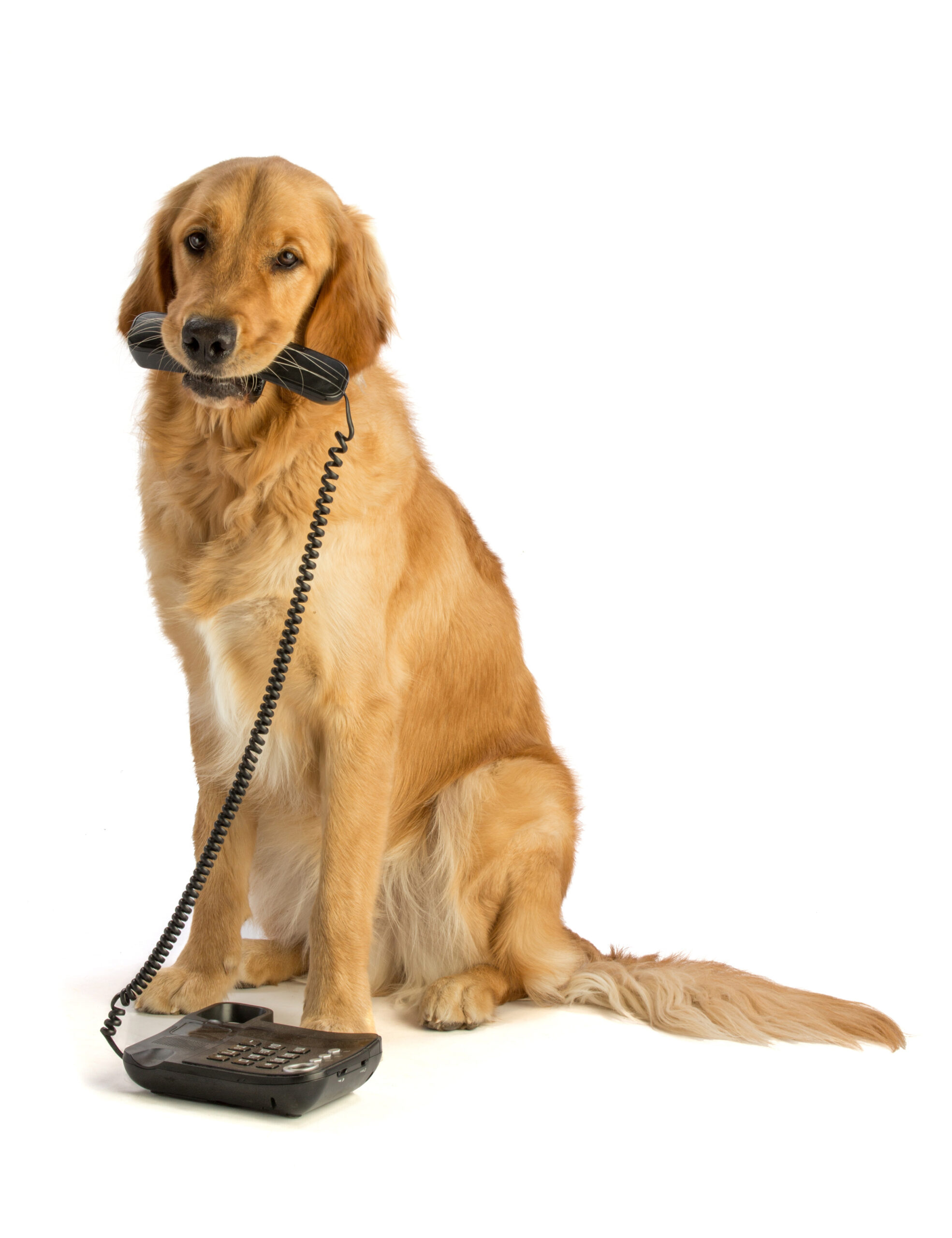 Contact Us All Paws Pet Talk tv