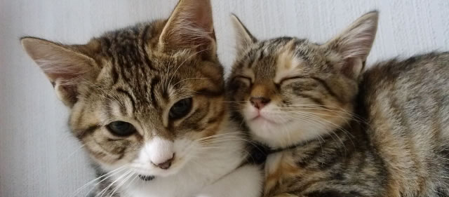 猫 かわいいiphone Seケース特集 猫ケース人気ランキング スマホケース通販ガイド