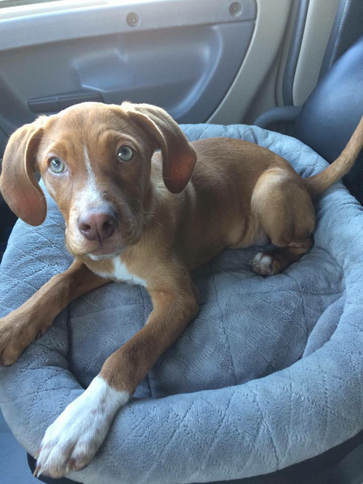 500 Reward if You Help Ginger Home! (Flying J, New Caney, TX) Smart