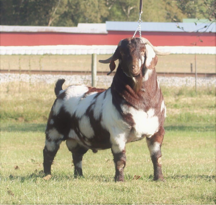 Boer Goats Meat Prices