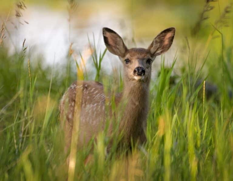 What Animals Can You Hunt at Night? Full List for 2022