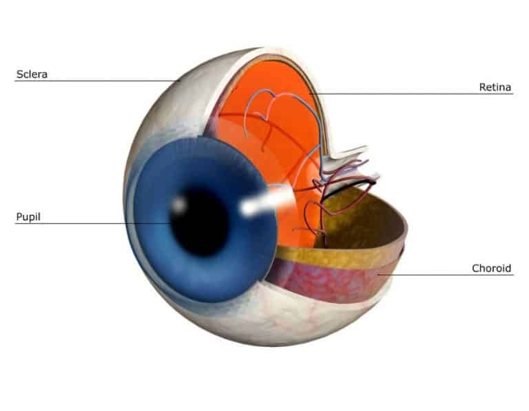 Can Humans See in the Dark? Smart Scouter