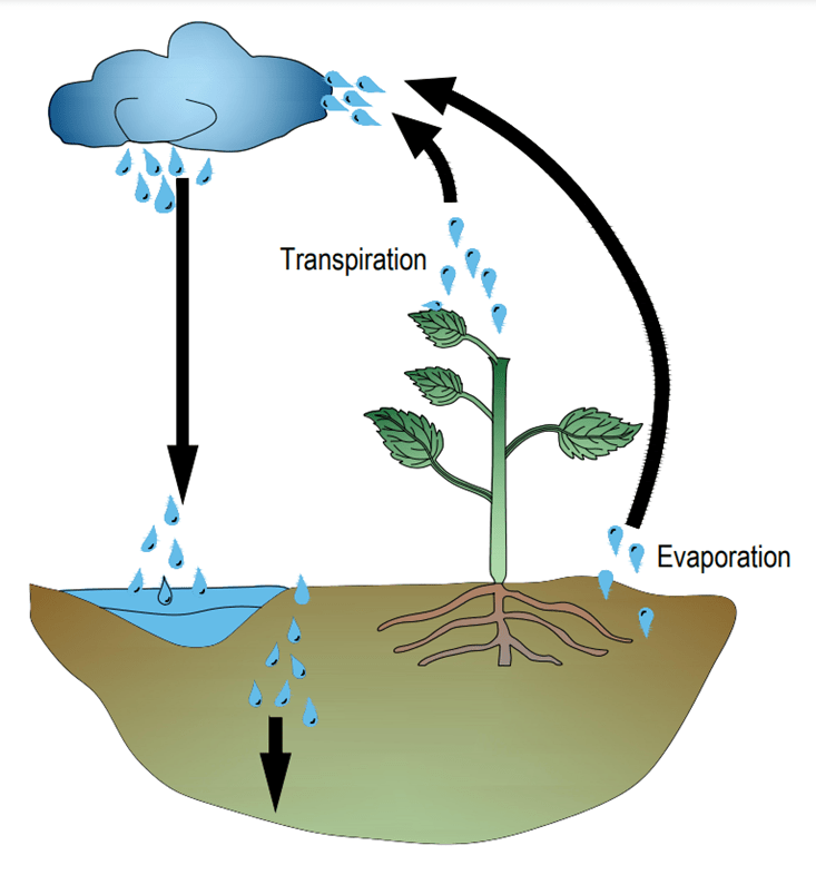 All You Need to Know About Evapotranspiration
