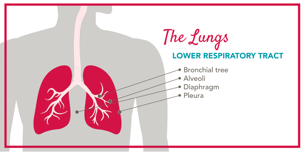 Anatomy of the Lungs and Airways SmartVest