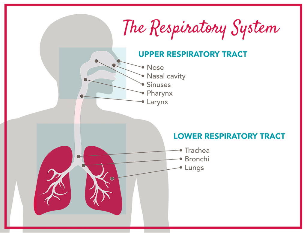 Anatomy of the Lungs and Airways SmartVest