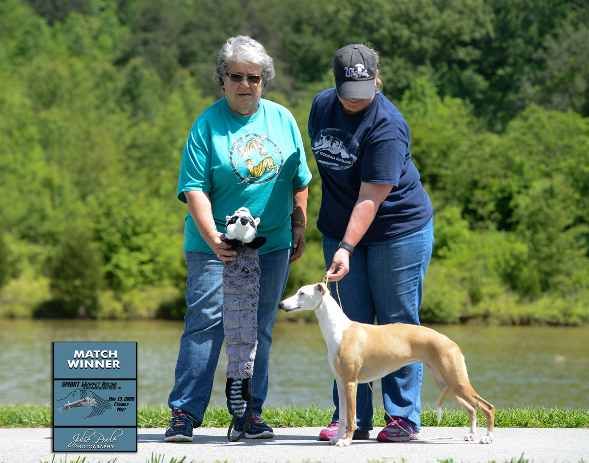 whippets east tn SMART Whippet Racing