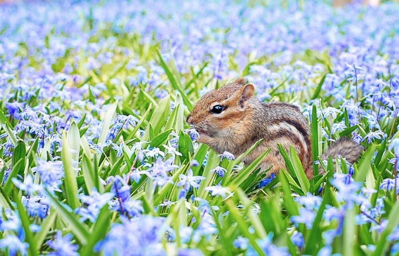 Shooting Squirrels in Backyard Is it Legal or Illegal