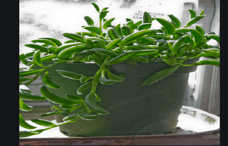 How to Propagate String of Bananas in 3 Simple Methods Smart Yard Guide