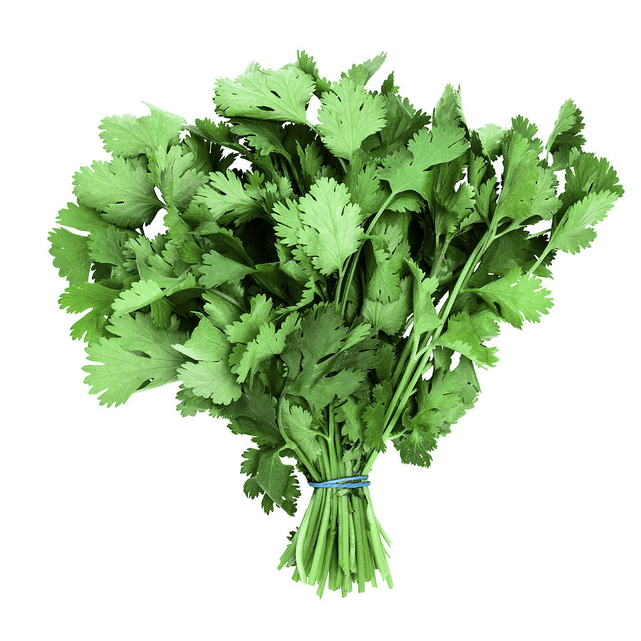 Coriander Leaves (Dhaniya) Smartyield.in