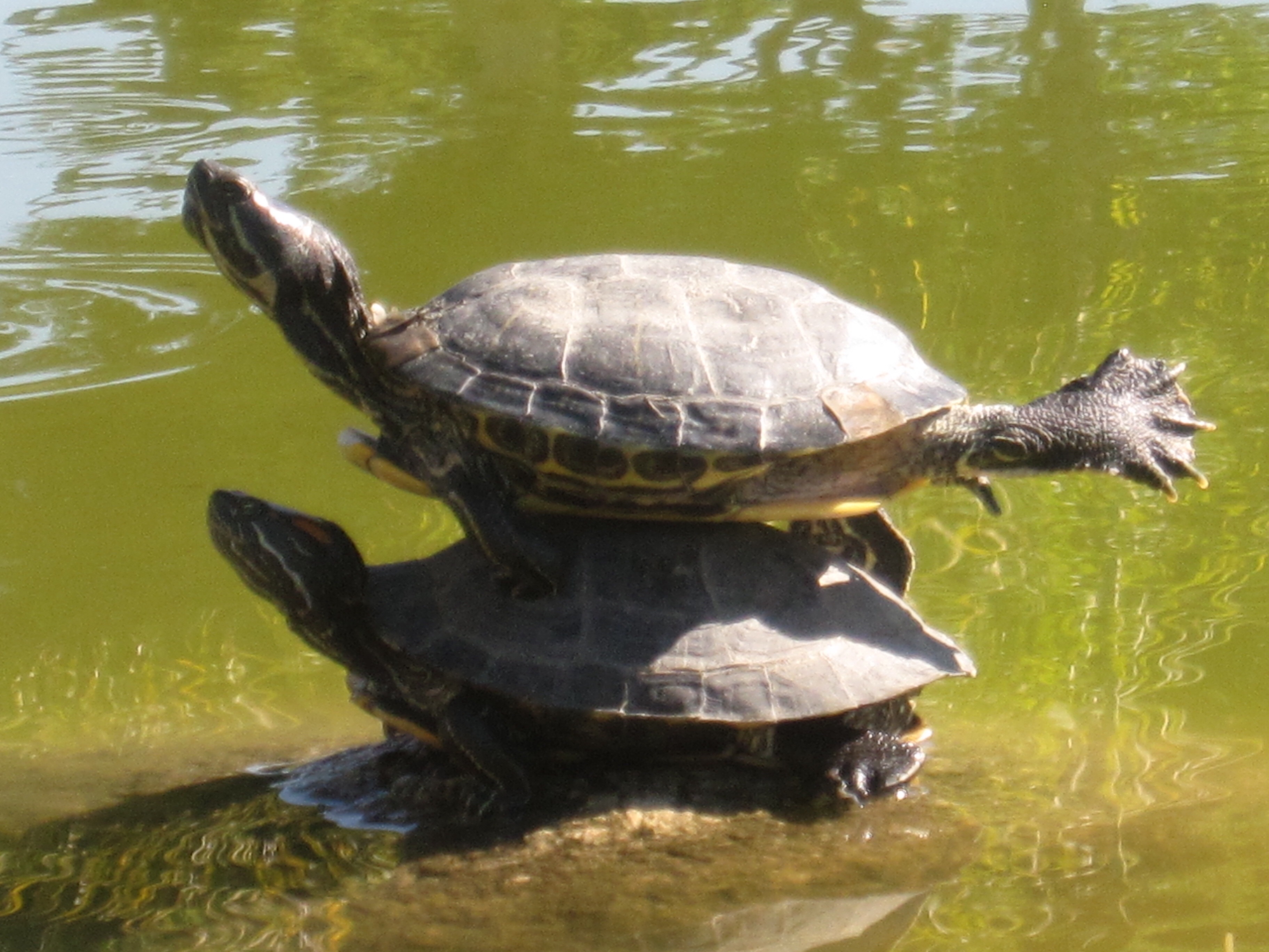 The Half Genie Protector of Scuttle Town, Shantae for SSB4 (WayForward