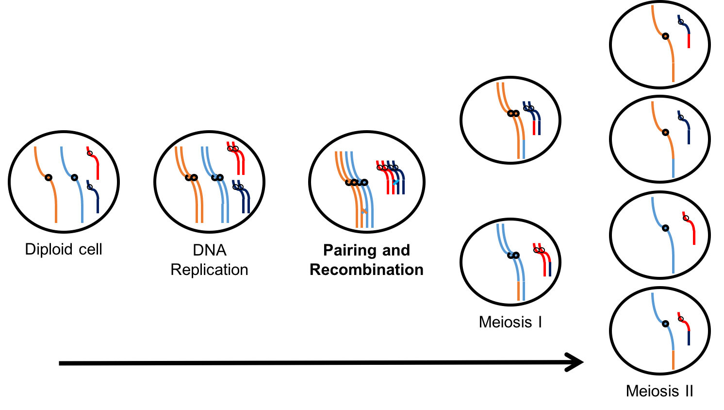 Our Research Burgess Lab