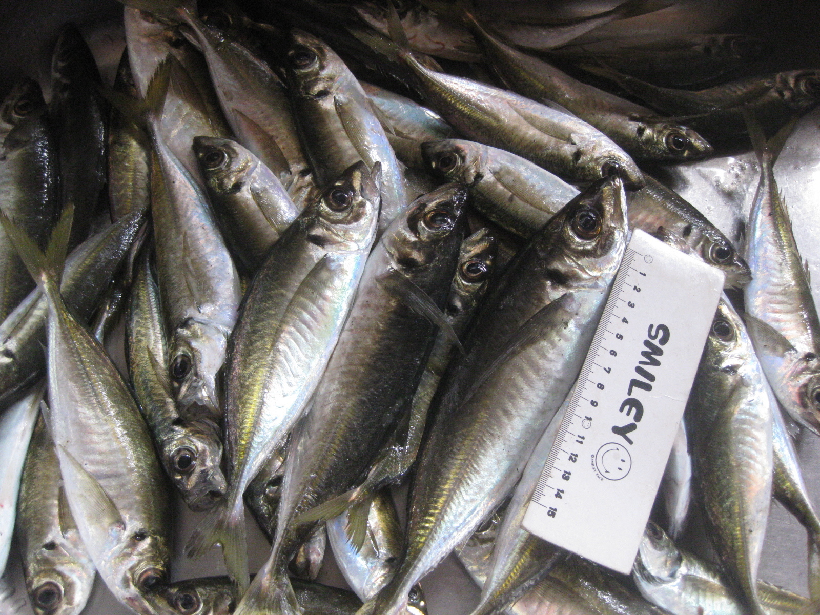 庄内浜釣り速報 春アジ回遊本格化。時合には入れ食いも。今朝は36尾。 紙魚のつぶやき